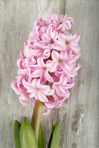 Hyacinthus