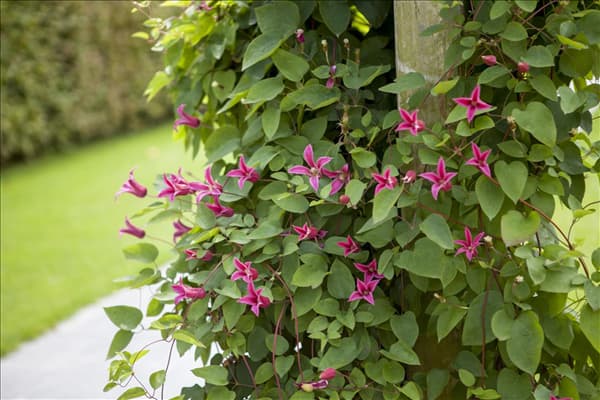 Clematis texensis