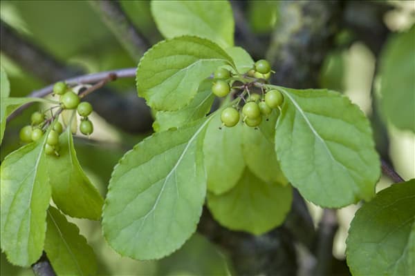 Celastrus orbiculatus
