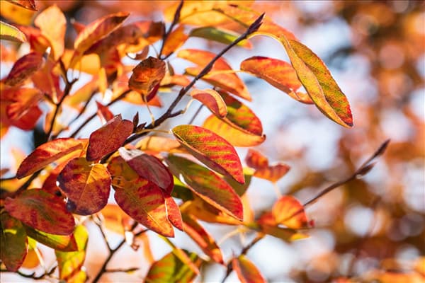 Amelanchier lamarckii 'October Flame'®