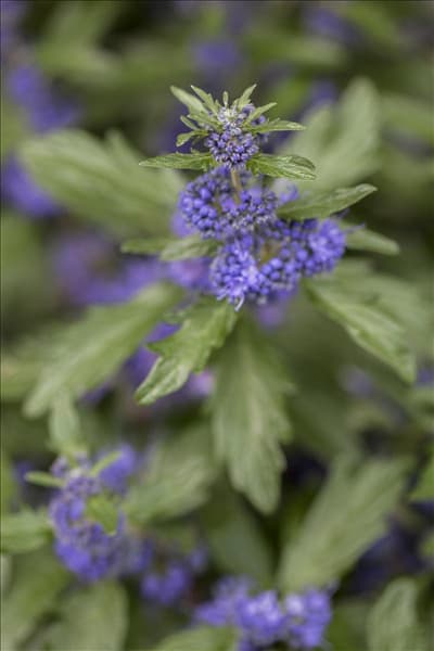 Caryopteris clandonensis