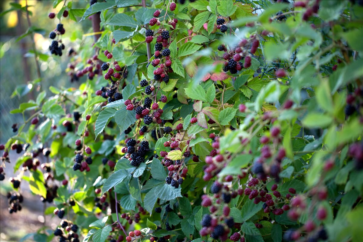 Rubus fruticosus