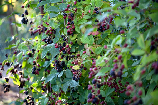 Rubus fruticosus 'Thornfree'