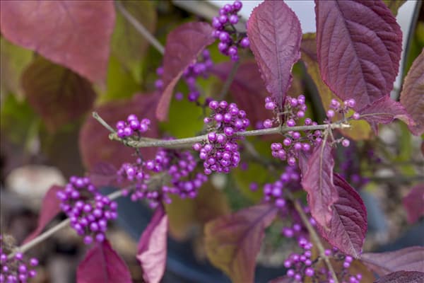 Callicarpa bodinieri var. giraldii 'Profusion'
