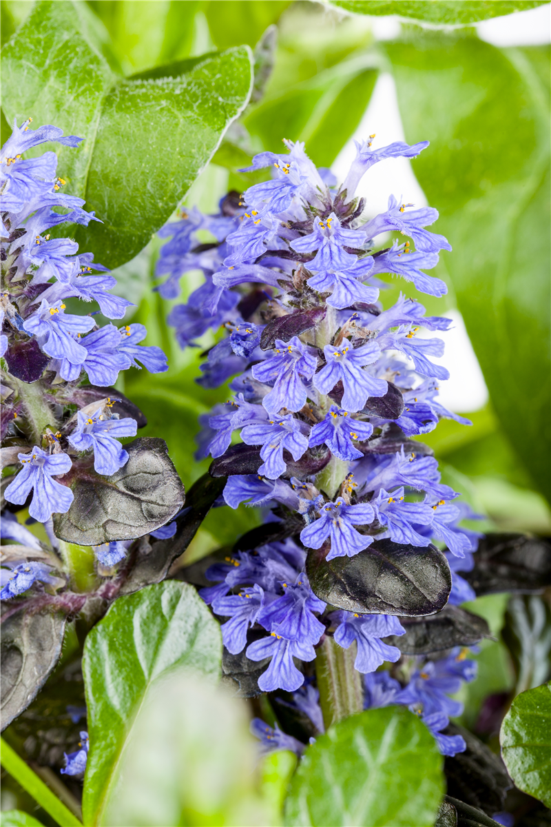 Ajuga reptans
