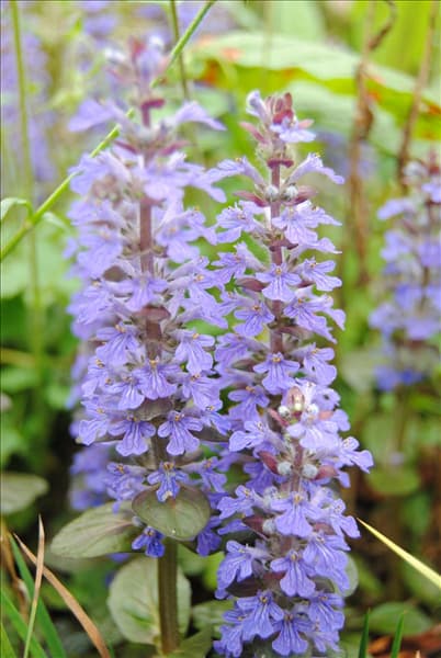 Ajuga reptans