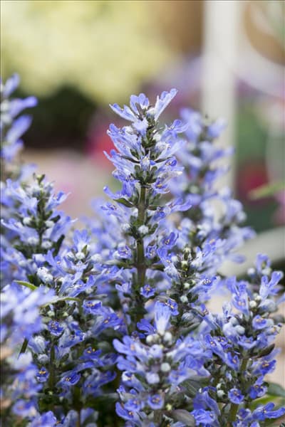 Ajuga reptans