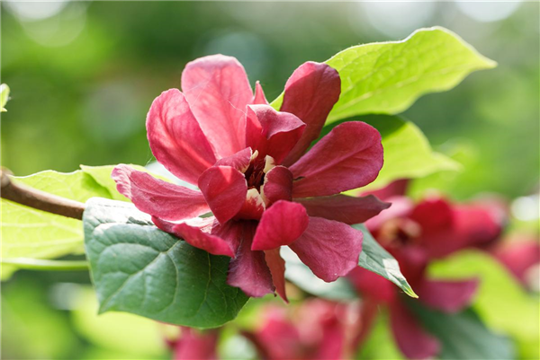 Calycanthus x raulstonii