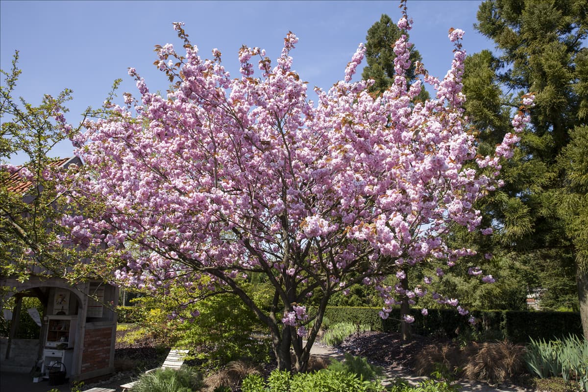 Prunus sargentii