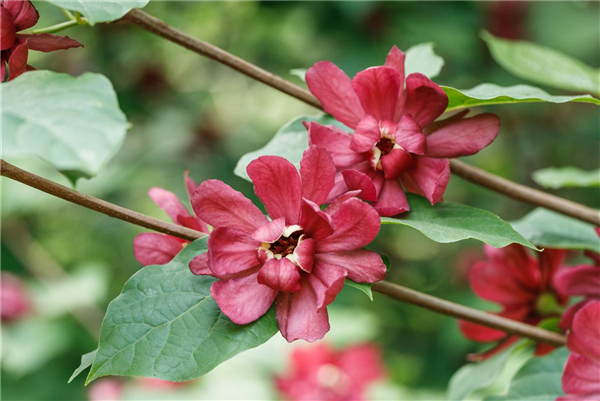Calycanthus x raulstonii