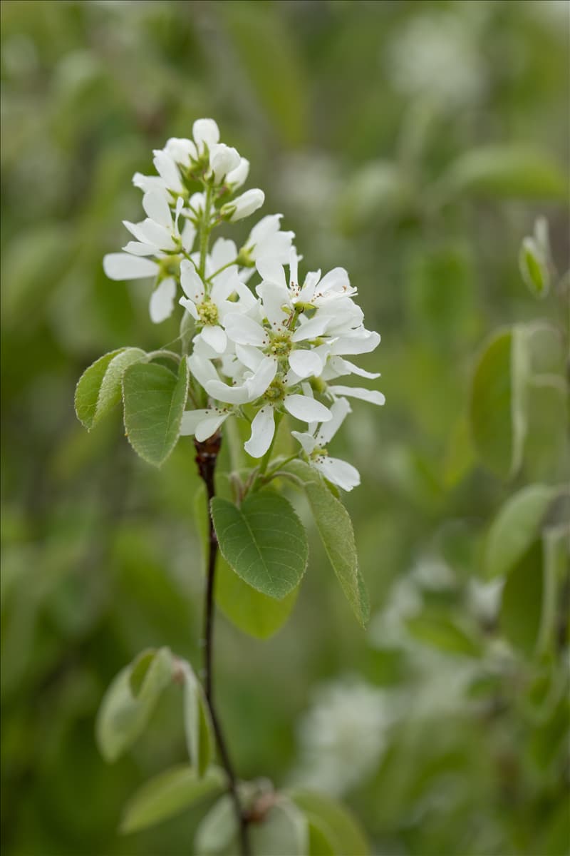 Amelanchier ovalis