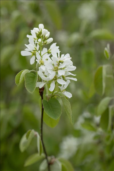 Amelanchier ovalis