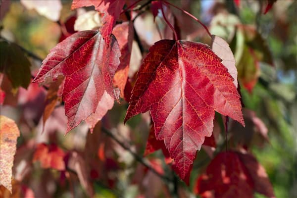 Acer rubrum 'Red Sunset'