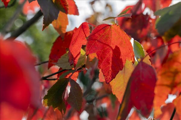 Acer rubrum 'Red Sunset'