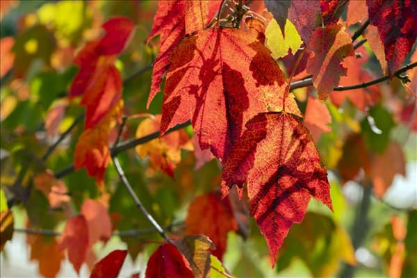 Acer rubrum 'Red Sunset'