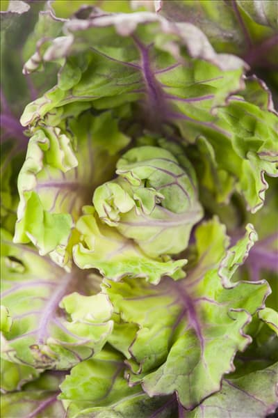 Brassica oleracea var. gemmifera 'Flower Sprout'