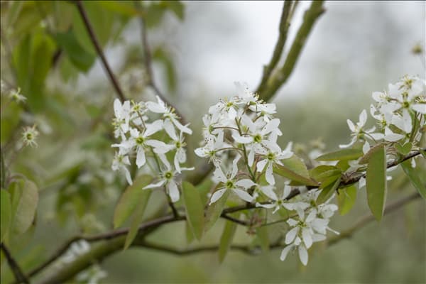 Amelanchier laevis