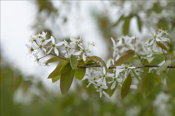 Amelanchier laevis