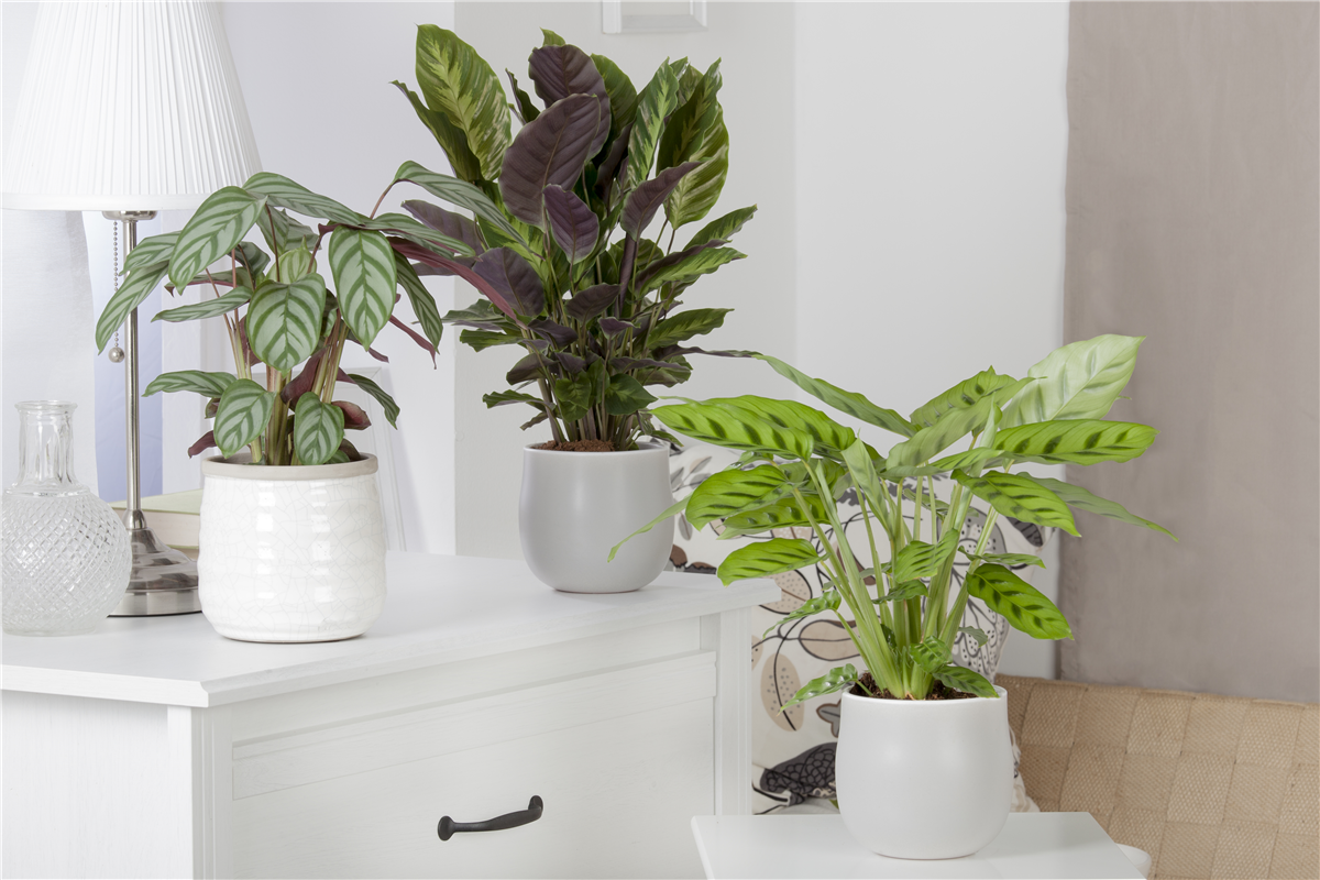 Calathea