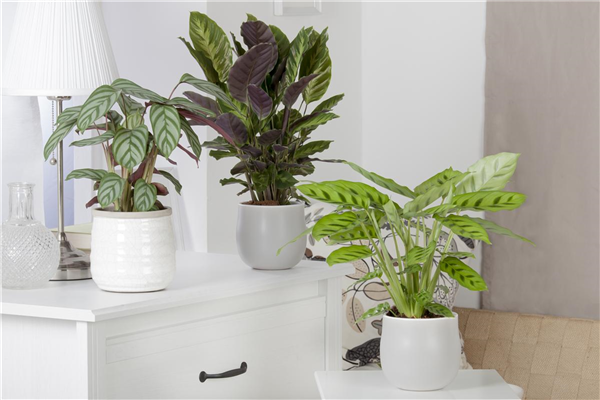 Calathea