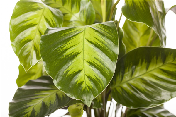 Calathea