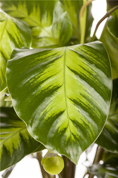 Calathea