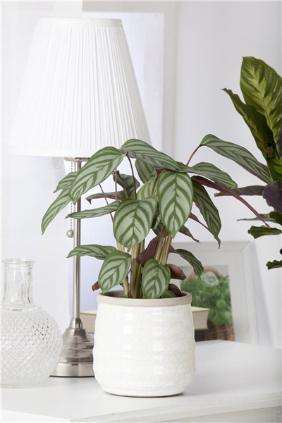 Calathea