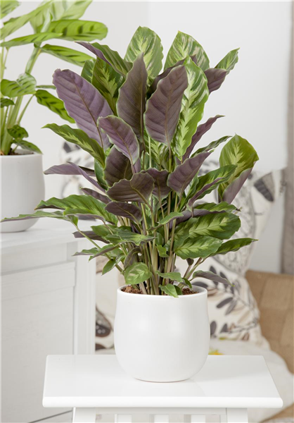 Calathea