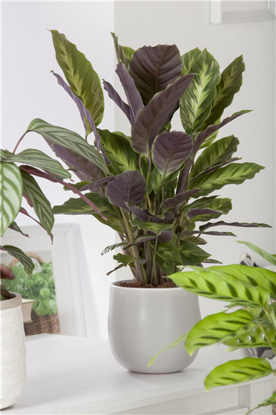 Calathea
