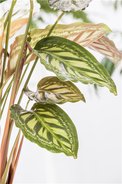 Calathea