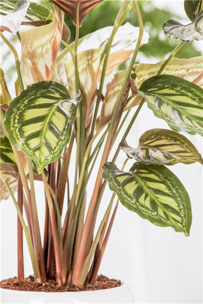 Calathea