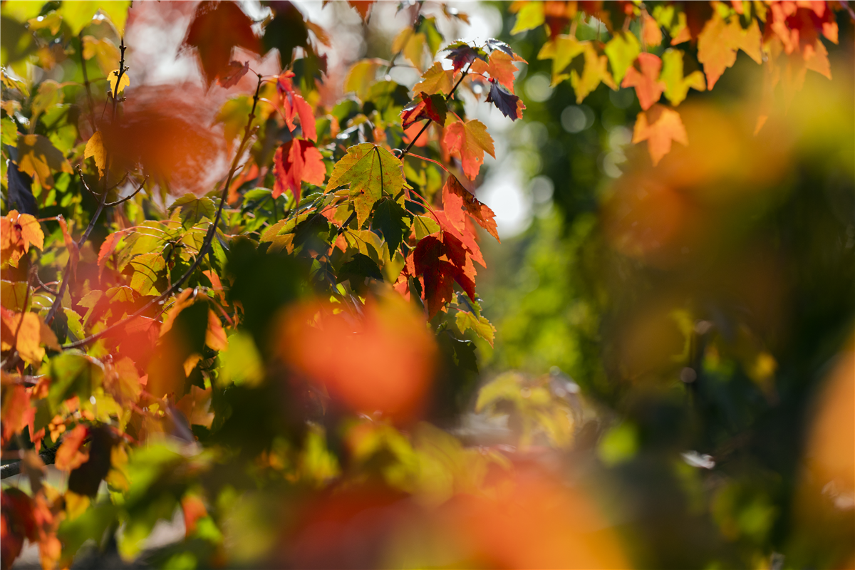 Acer rubrum 'Sun Valley'