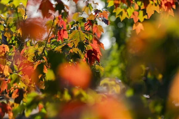 Acer rubrum 'Sun Valley'