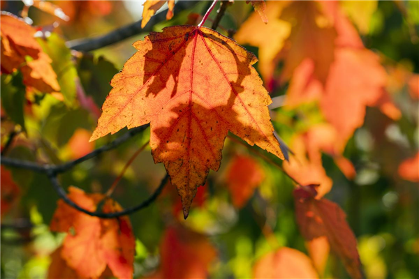 Acer rubrum 'Sun Valley'