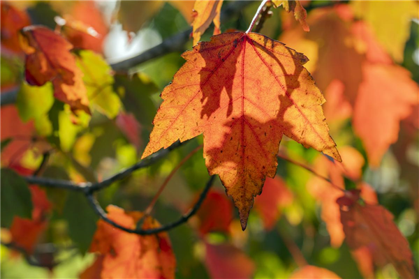 Acer rubrum 'Sun Valley'