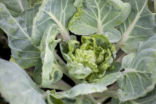 Brassica oleracea var. gemmifera 'Hilds Ideal'