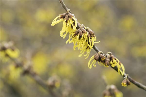 Hamamelis intermedia 'Arnold Promise'
