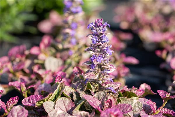 Ajuga reptans 'Burgundy Glow'