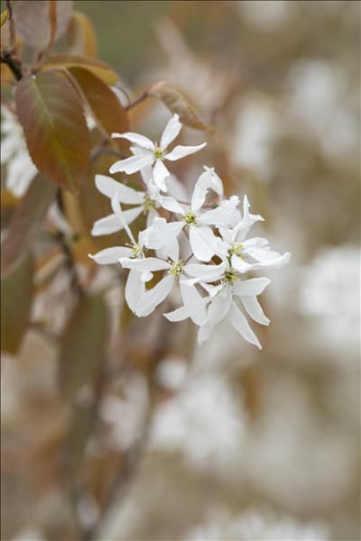Amelanchier laevis 'Ballerina'