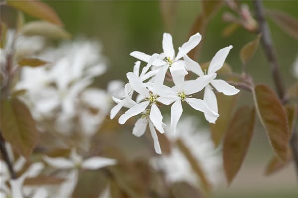 Amelanchier laevis 'Ballerina'