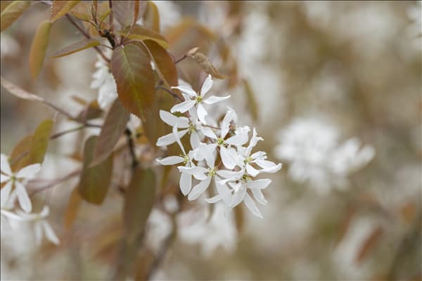 Amelanchier laevis 'Ballerina'