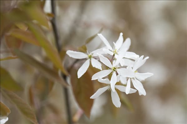 Amelanchier laevis 'Ballerina'