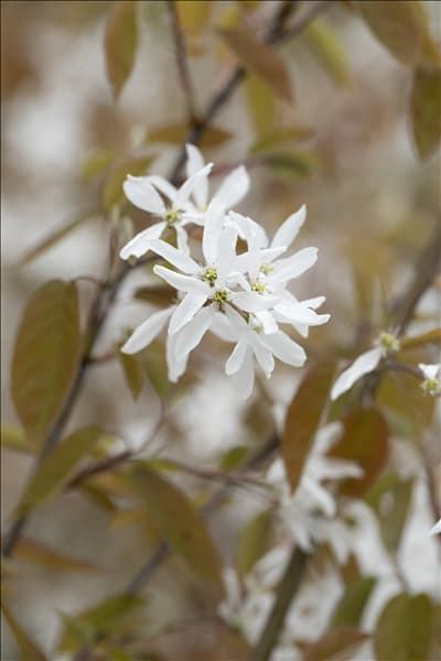 Amelanchier laevis 'Ballerina'