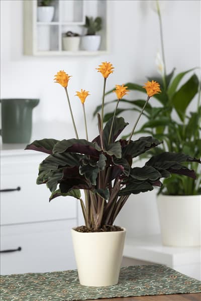 Calathea crocata