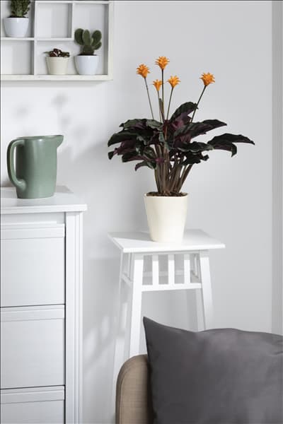 Calathea crocata