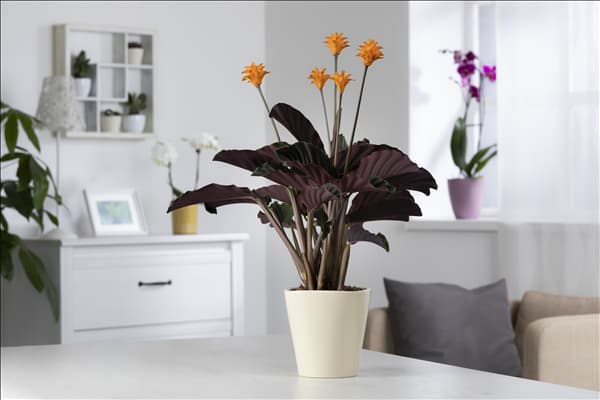 Calathea crocata