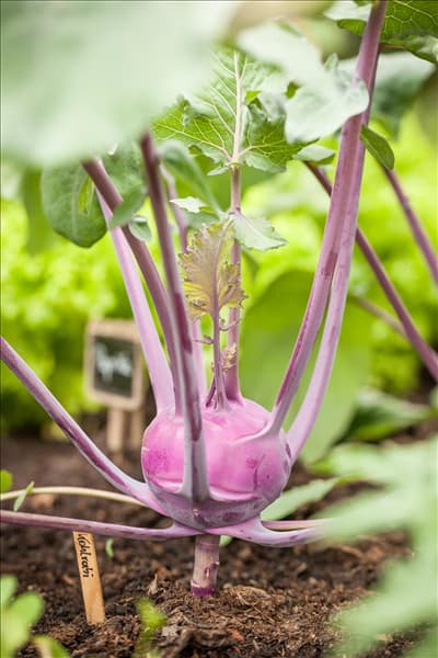 Brassica oleracea var. gongylodes