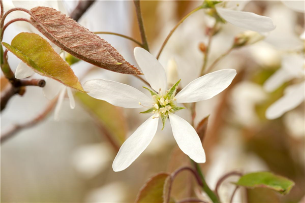 Amelanchier lamarckii
