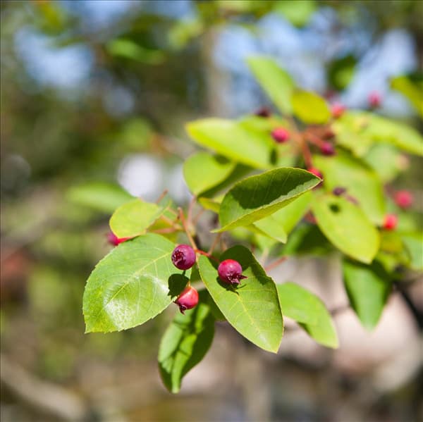 Amelanchier lamarckii