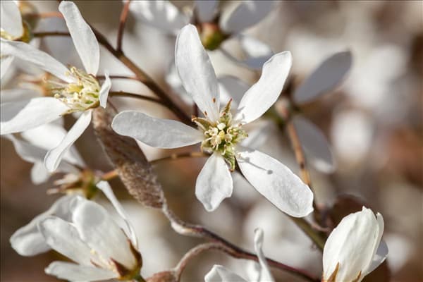 Amelanchier lamarckii